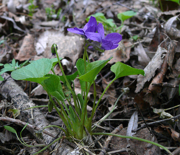 Изображение особи Viola odorata.