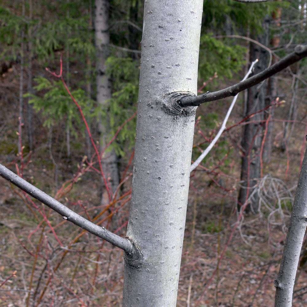 Image of Populus tremula specimen.