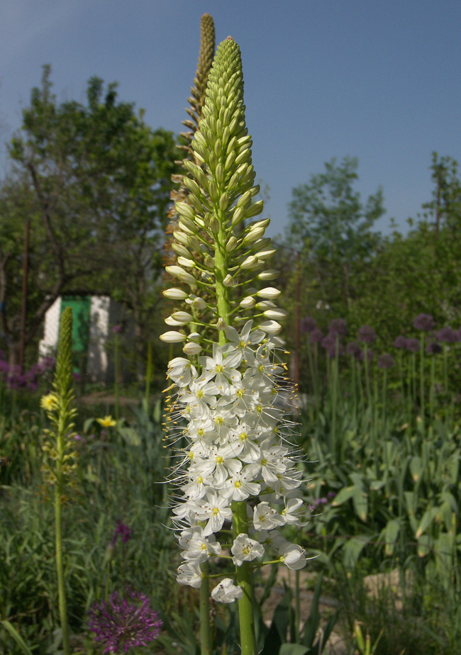 Image of Eremurus himalaicus specimen.