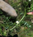 Vicia pyrenaica. Листья. Испания, Страна Басков, Арратия, природный парк Горбейа, массив Ичина. Начало мая 2012 г.