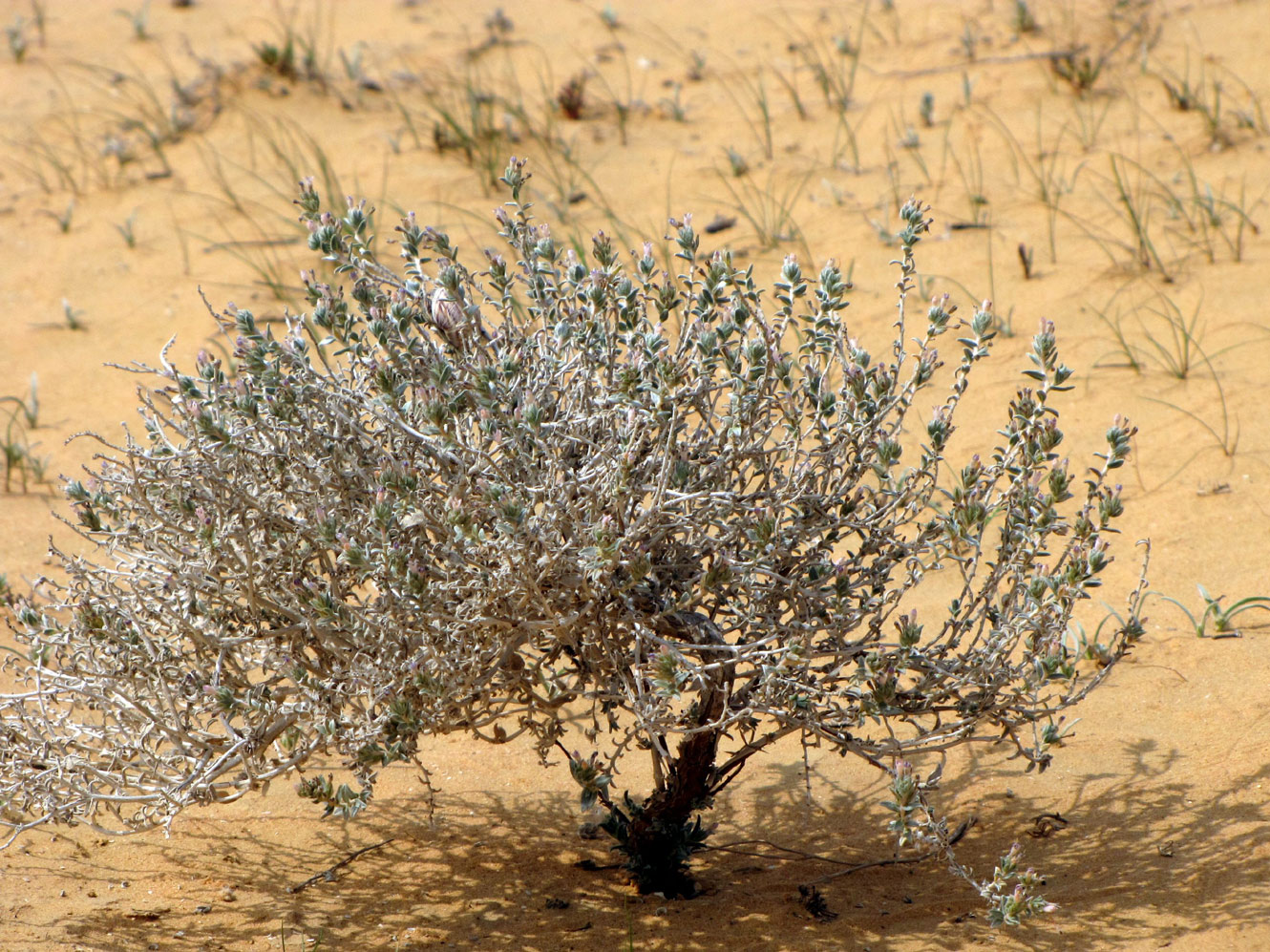 Image of Moltkiopsis ciliata specimen.