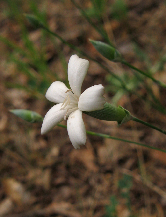 Изображение особи Dianthus marschallii.