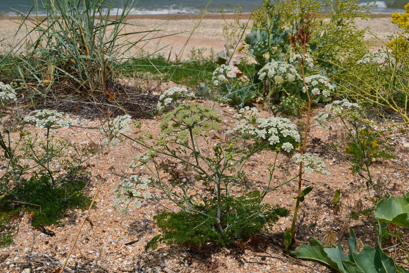 Изображение особи Astrodaucus littoralis.