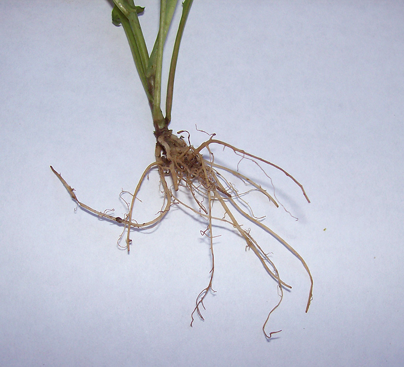 Image of Trifolium arvense specimen.