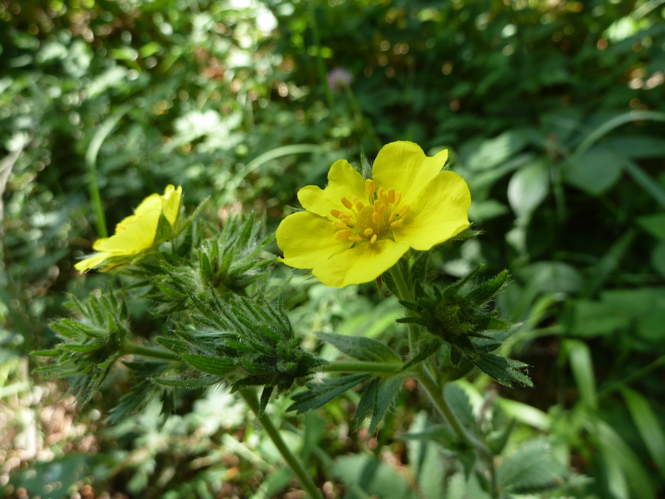 Изображение особи Potentilla obscura.