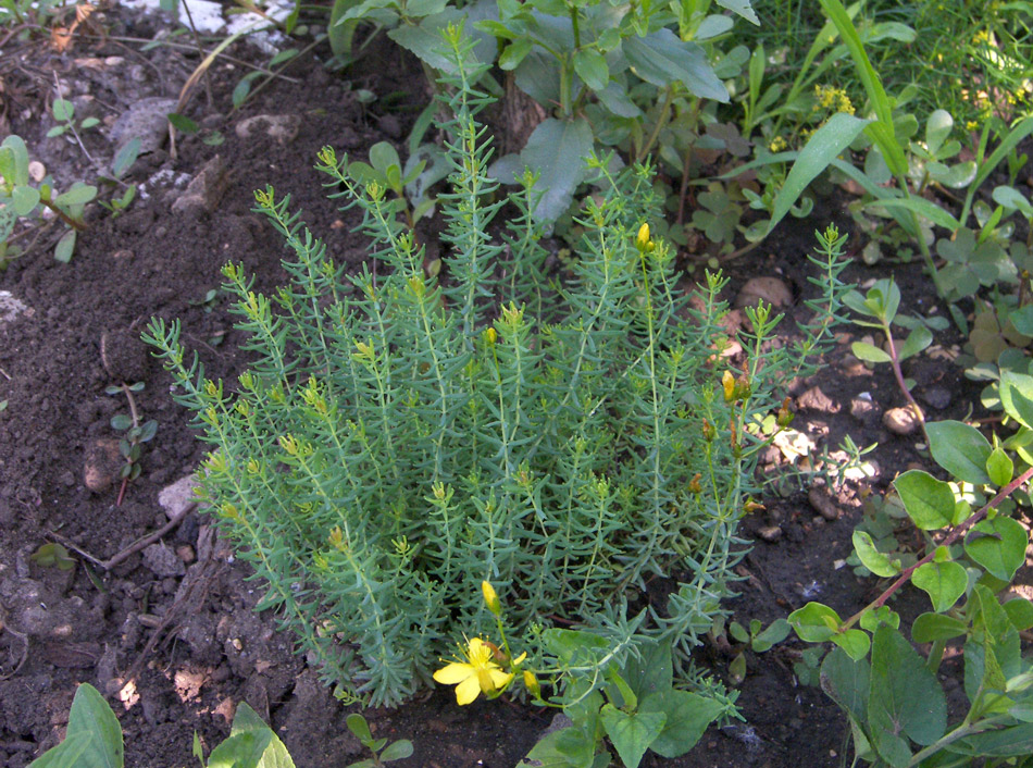 Image of Hypericum coris specimen.