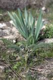 Biebersteinia multifida. Вегетирующее растение. Южный Казахстан, горы Каракус. 09.04.2012.