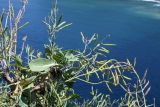 Brassica sylvestris. Верхушка плодоносящего растения. Испания, Страна Басков, Бискайя, муниципалитет Бермео (Bermeo), о-в Гастелугаче (Gaztelugatxe), приморский луг у кромки обрыва. 13.06.2012.