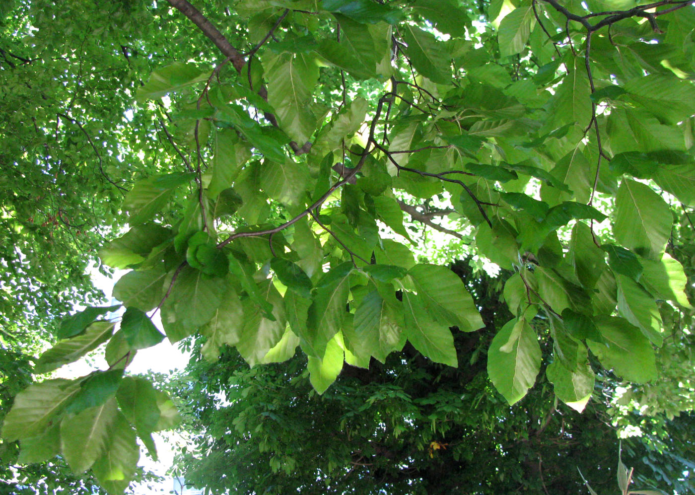 Image of Fagus sylvatica specimen.