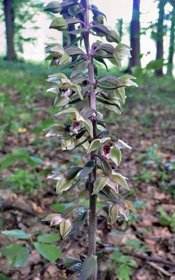 Image of Epipactis purpurata specimen.