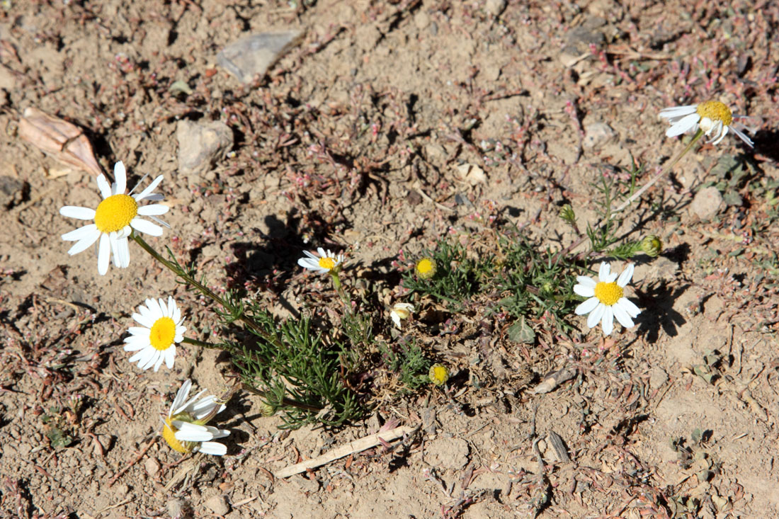 Изображение особи Tripleurospermum inodorum.