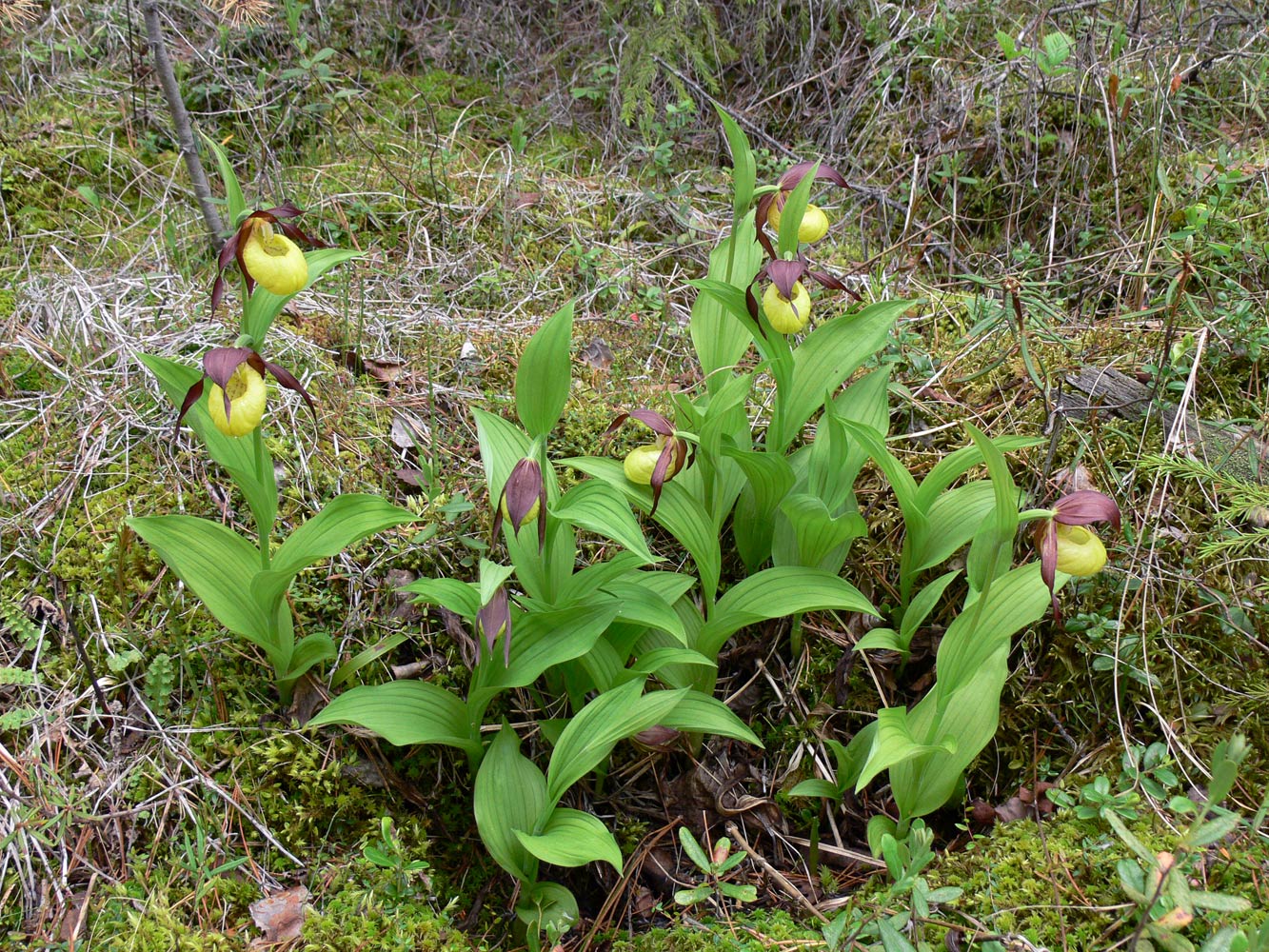 Изображение особи Cypripedium calceolus.