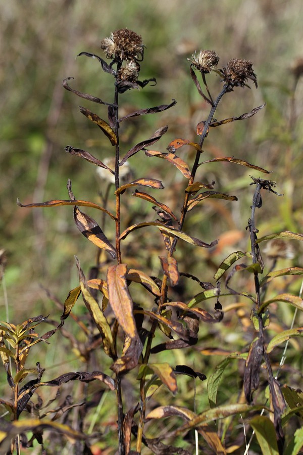 Image of Inula salicina specimen.