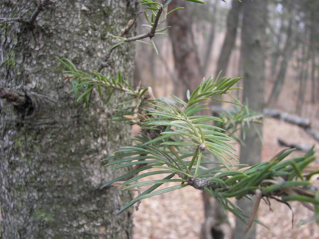 Image of Abies holophylla specimen.