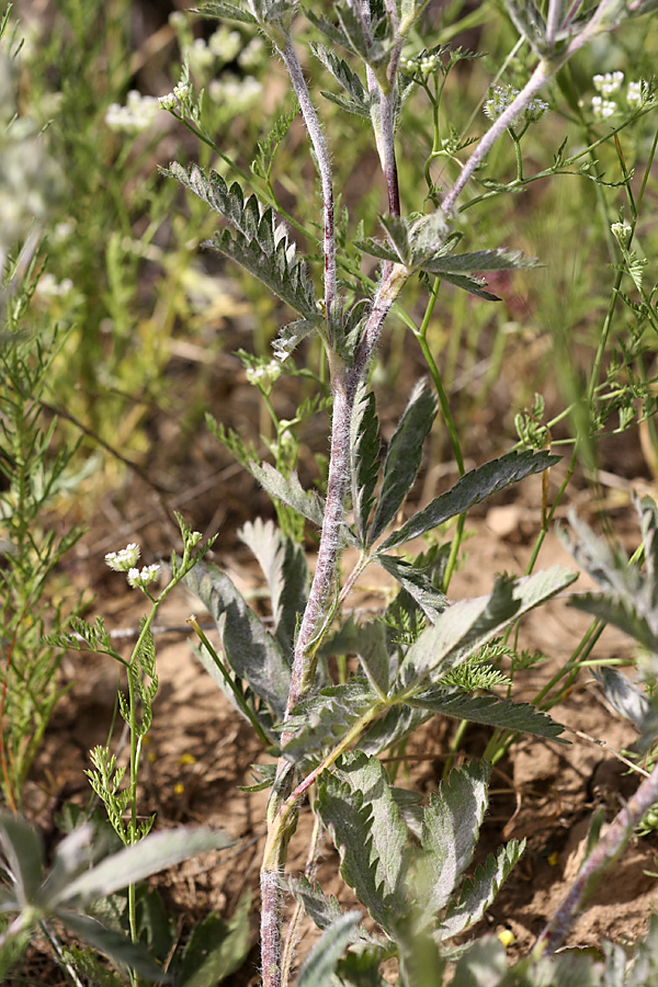 Изображение особи Potentilla pedata.