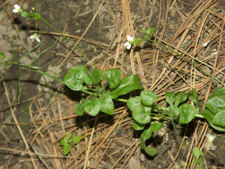 Image of Arabidopsis halleri specimen.