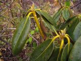 Rhododendron