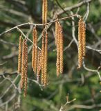 Corylus avellana