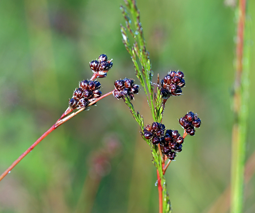 Image of Luzula multiflora specimen.