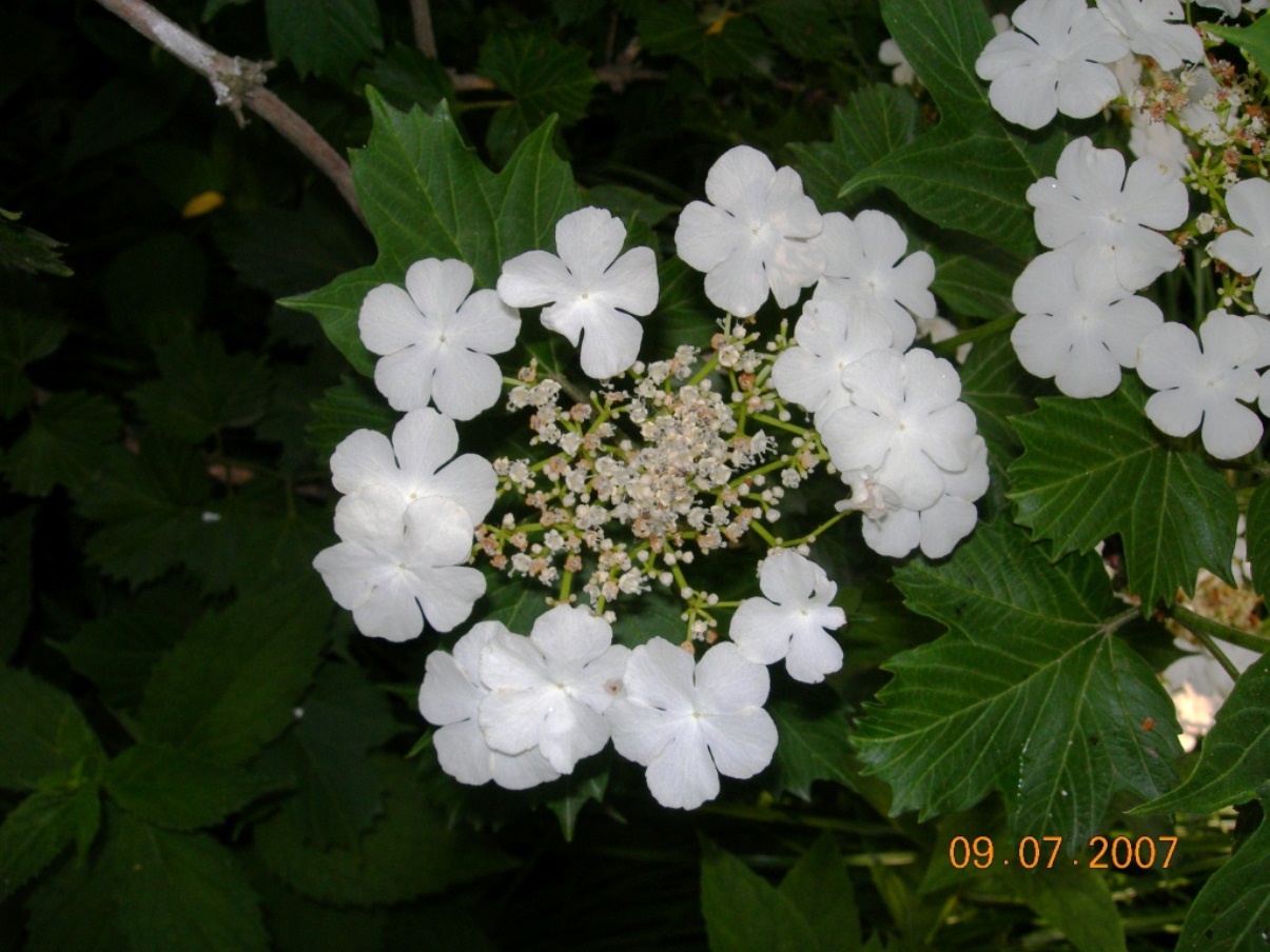 Image of Viburnum sargentii specimen.