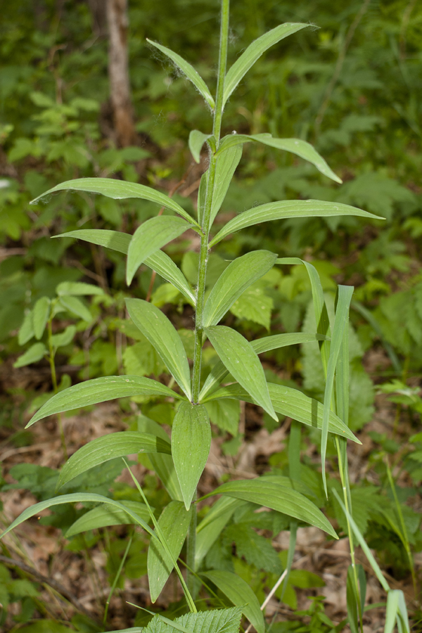 Изображение особи Lilium pilosiusculum.