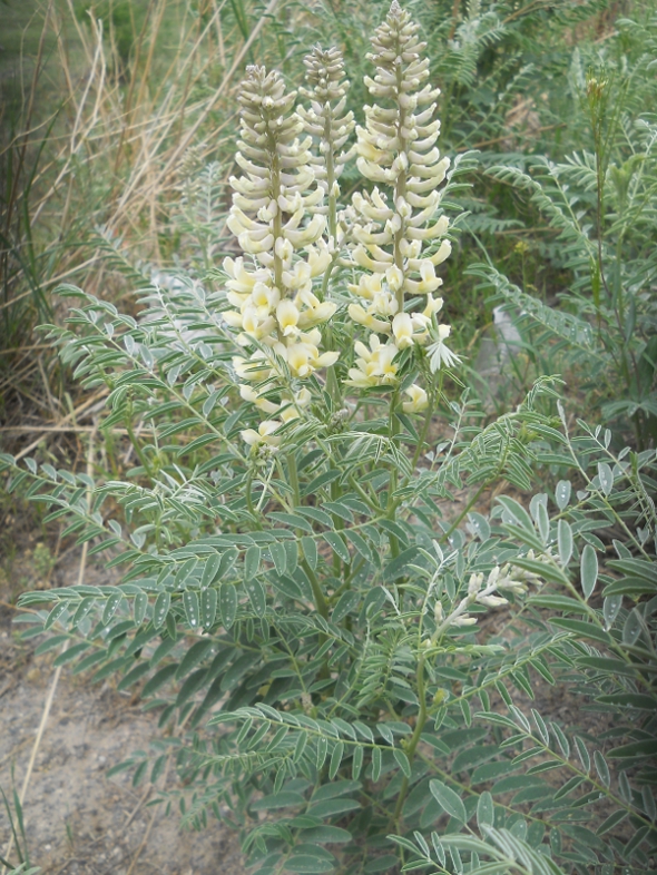 Изображение особи Pseudosophora alopecuroides.