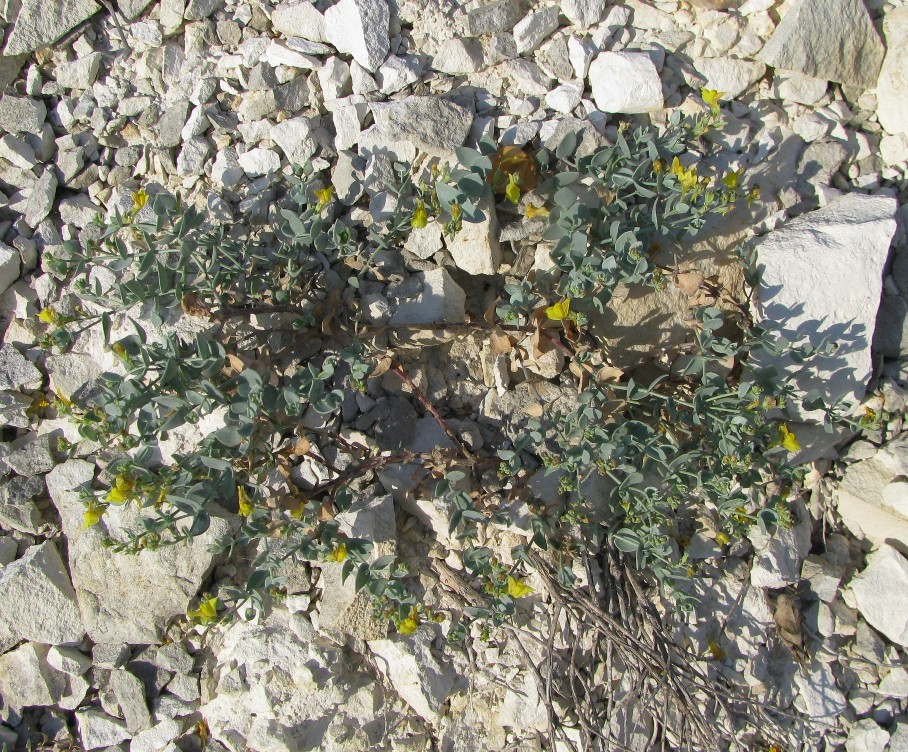 Image of Linaria cretacea specimen.