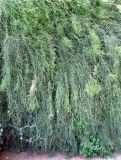 Ephedra foeminea. Нижняя часть кроны дерева. Франция, Приморские Альпы, г. Сен-Жан-Кап-Ферра, вилла Эфрусси-де-Ротшильд, северный угол парка. 20.06.2012.
