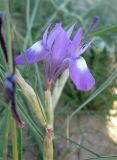 Moraea sisyrinchium. Цветок. Израиль, г. Беэр-Шева, рудеральное местообитание. 06.03.2013.