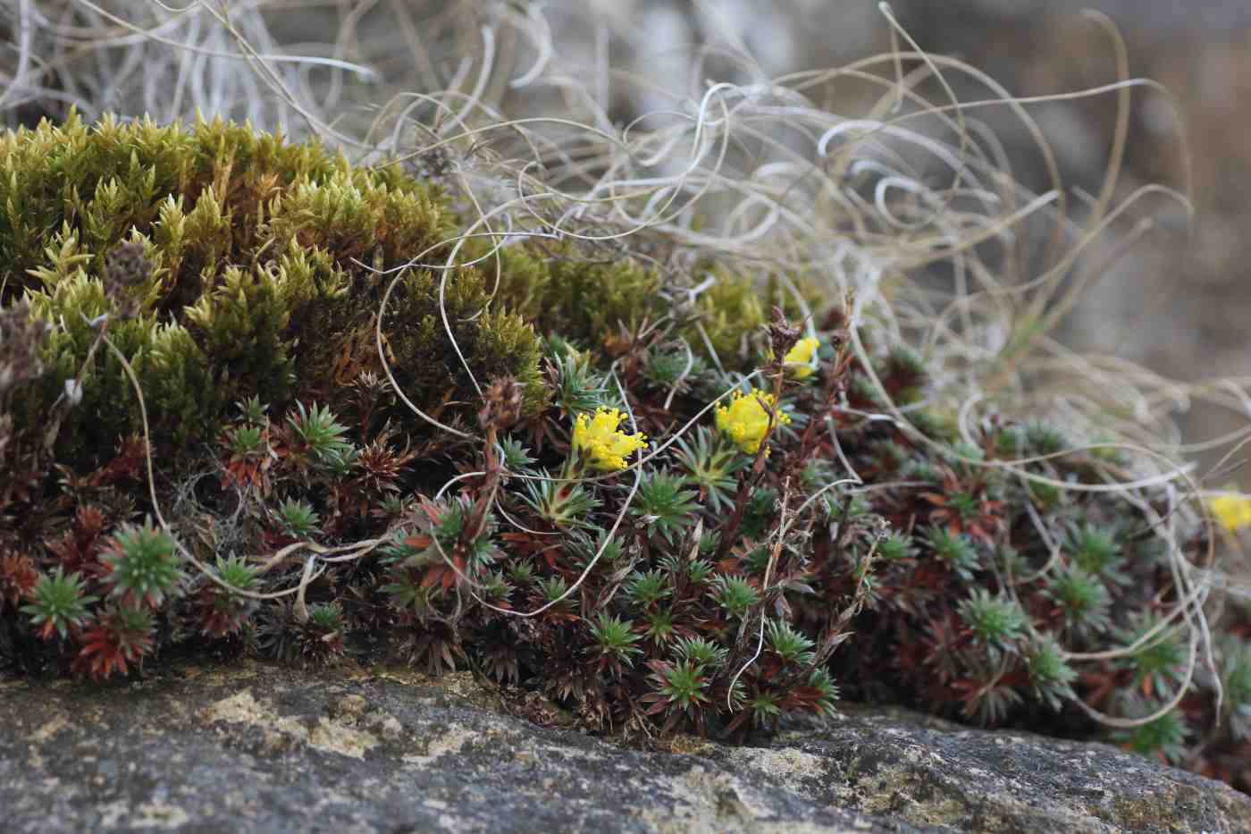 Изображение особи Saxifraga juniperifolia.