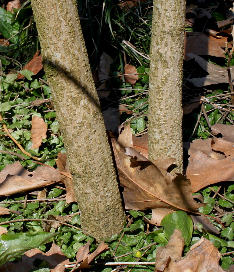 Image of Clerodendrum trichotomum specimen.