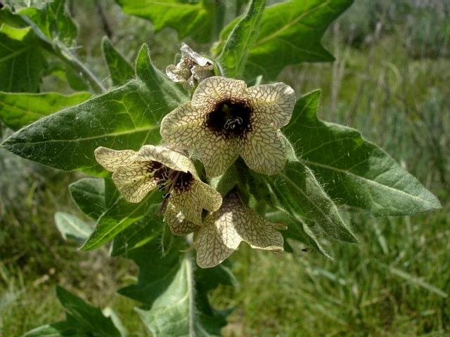 Изображение особи Hyoscyamus niger.