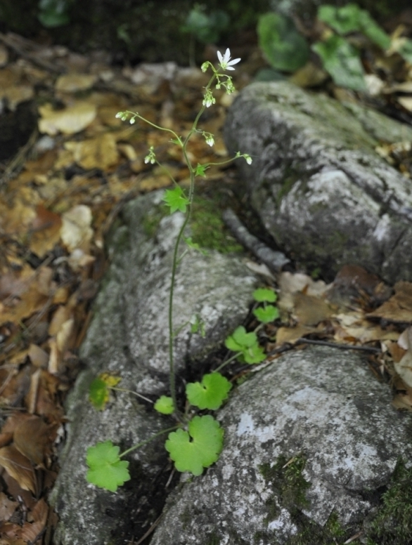 Image of Saxifraga rotundifolia specimen.