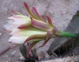 Cereus