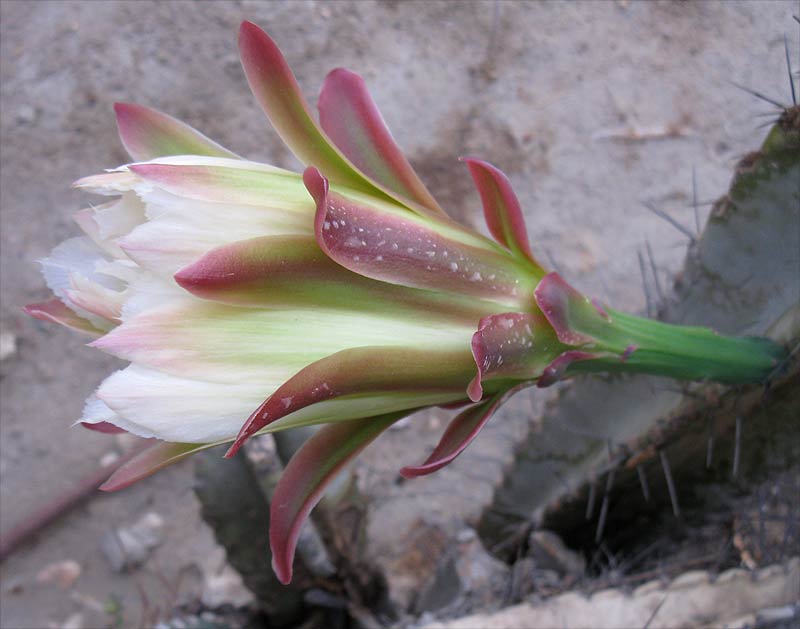 Изображение особи Cereus peruvianus.