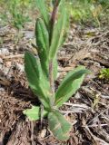 Camelina rumelica