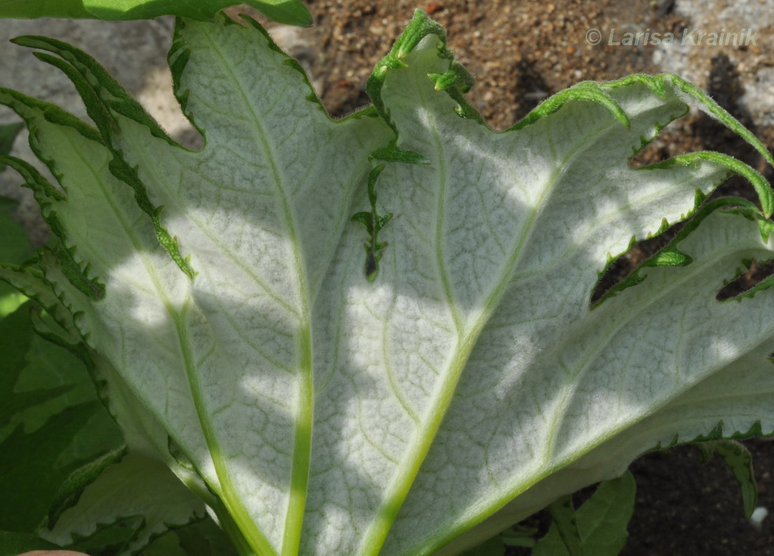 Изображение особи Petasites tatewakianus.