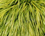 Hakonechloa macra