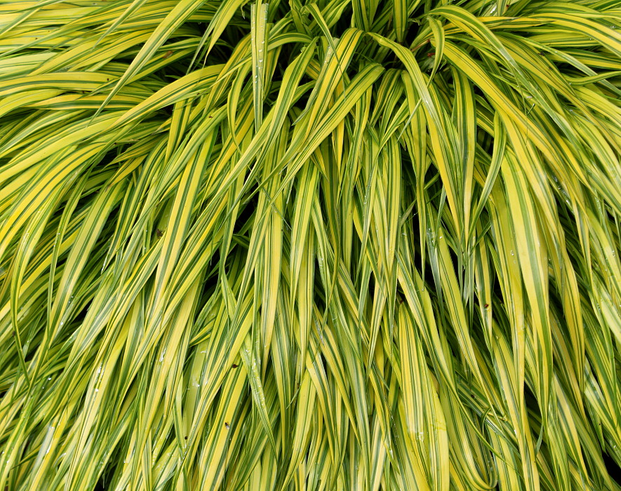 Image of Hakonechloa macra specimen.