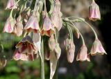 Nectaroscordum siculum