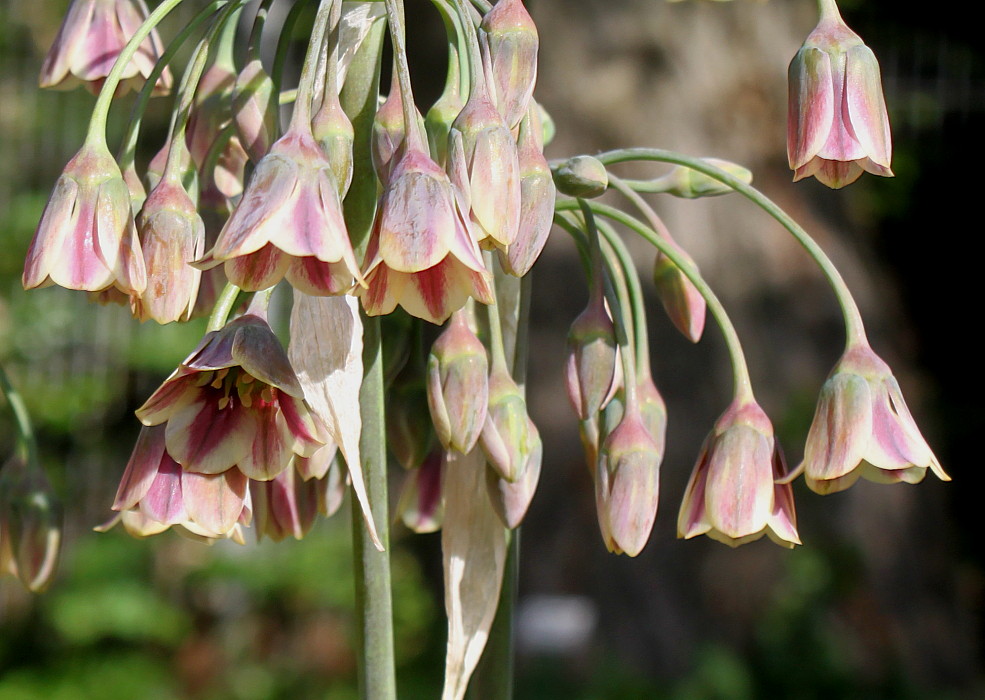 Image of Nectaroscordum siculum specimen.