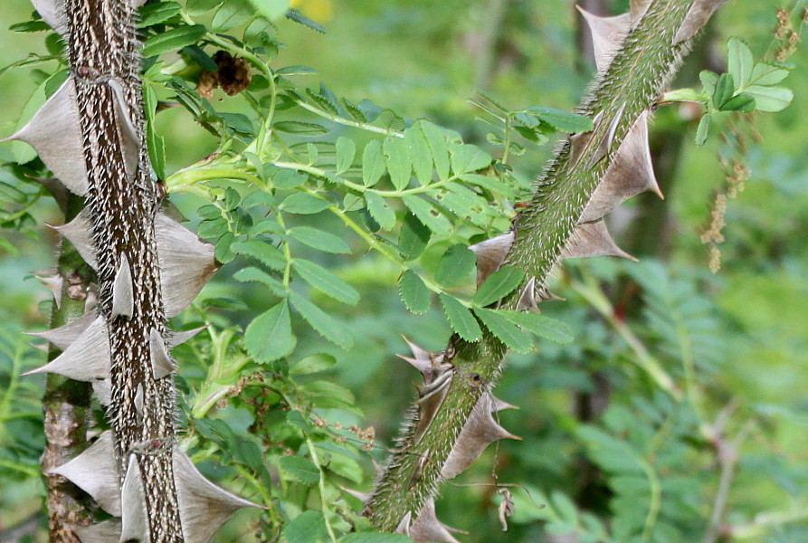 Изображение особи Rosa omeiensis f. pteracantha.