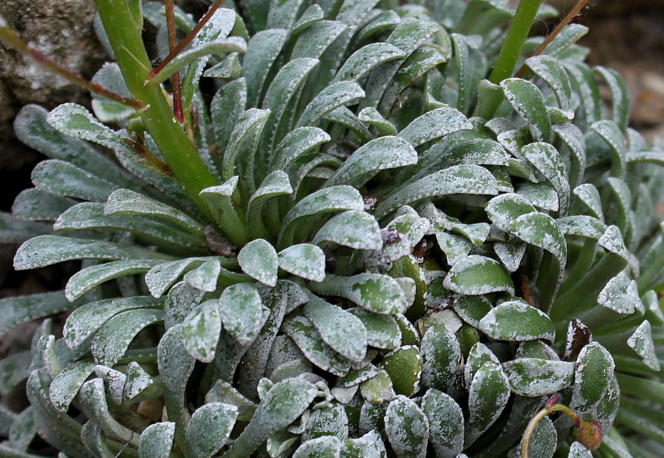 Изображение особи Saxifraga crustata.