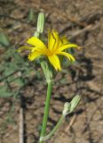 Chondrilla juncea