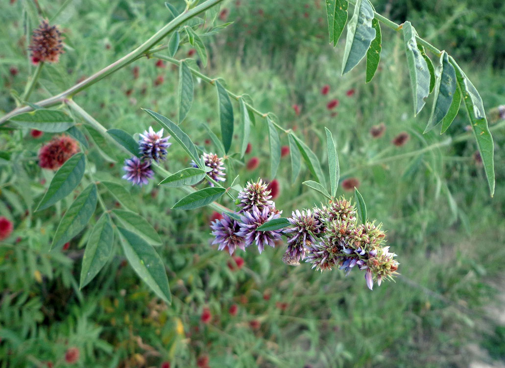 Image of Glycyrrhiza echinata specimen.