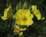 Oenothera biennis