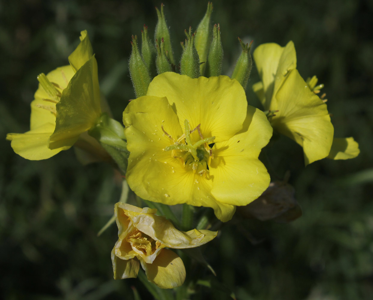 Изображение особи Oenothera biennis.