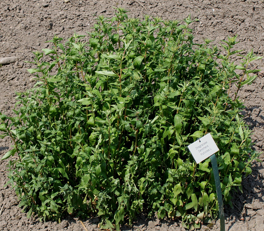 Изображение особи Oenothera fruticosa.