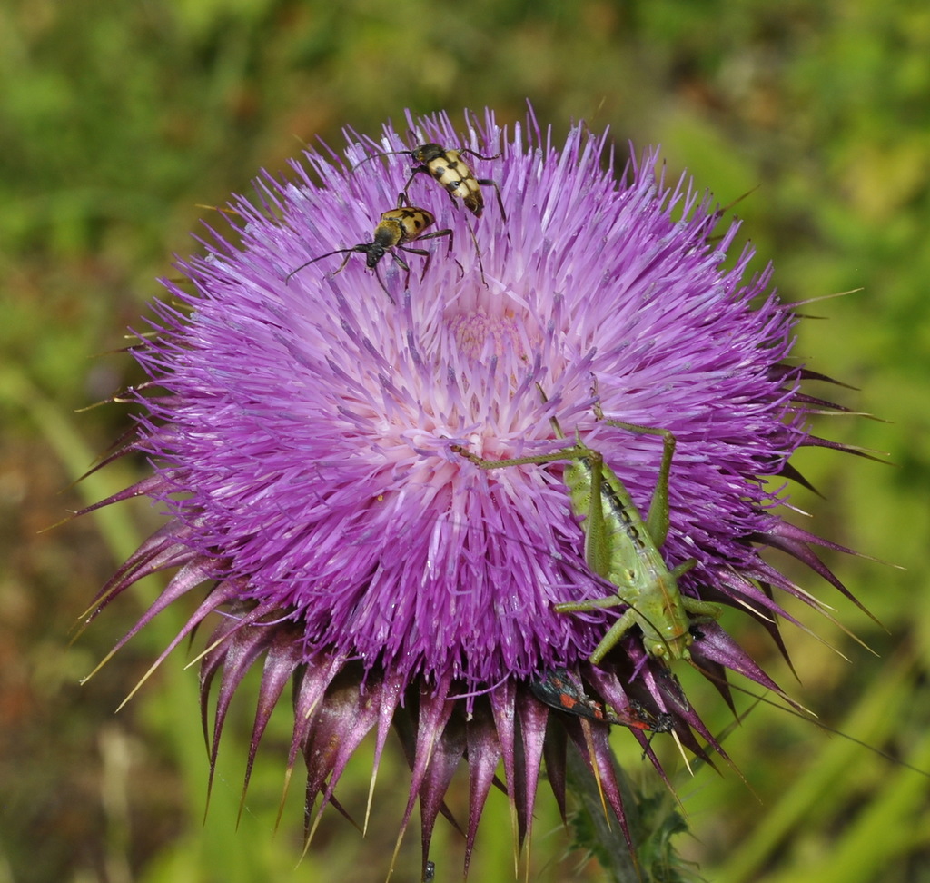 Изображение особи Carduus nutans ssp. scabrisquamus.