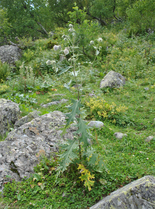 Изображение особи Cirsium chlorocomos.